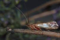 *(17800) Un Trichoptre (Trichoptre - Limnephilidae - Limnephilus lunatus)